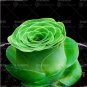 100 Seeds Mountain Rose Bonsai Green Rose Garden