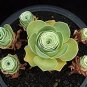 100 Seeds Mountain Rose Bonsai Green Rose Garden