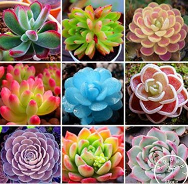 100 Seeds Mix Lithops Bonsai Living Stones Succulent Cactus Organic Garden Bulk Plant