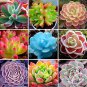 100 Seeds Mix Lithops Bonsai Living Stones Succulent Cactus Organic Garden Bulk Plant
