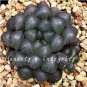 100 Seeds Rainbow YuLu Bonsai, Potted Succulents Fleshy Shining Green Plants