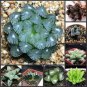 100 Seeds Rainbow YuLu Bonsai, Potted Succulents Fleshy Shining Green Plants
