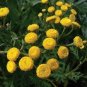 10 Seeds Rue Lithuanian Flowers can Drive Flies Vanilla Flowers Courtyard