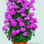 200 Seeds Rare Climbing Geranium Pelargonium Peltatum Tree Seed