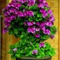 200 Seeds Rare Climbing Geranium Pelargonium Peltatum Tree Seed