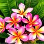 20 Seeds Frangipani Plumeria Rubra Flower Seeds