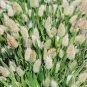 100 Seeds Ovatus Grass Bunny Tails Grass Tropical Ornamental Plants Flower
