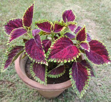 200 Seeds Coleus Plants Rare Rainbow Coleus blumei Bonsai Japanese Flower