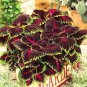 200 Seeds Coleus Plants Rare Rainbow Coleus blumei Bonsai Japanese Flower