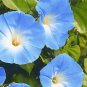 200 Seeds Hanging Petunia Bonsai Flower Blue Morning Glory Bonsai