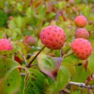 20 Seeds Dogwood Ornamental Plant Fruit Bonsai Plant Semillas Bonsai Can Edible Flower