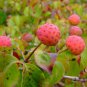 20 Seeds Dogwood Ornamental Plant Fruit Bonsai Plant Semillas Bonsai Can Edible Flower