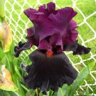 100 Seeds Bonsai Iris Flower Plants Flores para jardim Semenata of Flowers