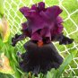 100 Seeds Bonsai Iris Flower Plants Flores para jardim Semenata of Flowers
