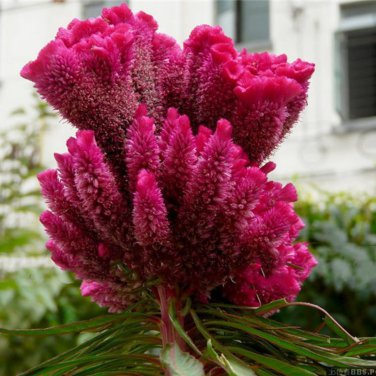200 Seeds Colorful Pteris Cockscomb Seeds (celosia spicata) Flores Bonsai
