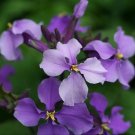 100 Seeds February LAN Charming Color Flower Plant DIY Orychophragmus Violaceus