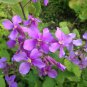 100 Seeds February LAN Charming Color Flower Plant DIY Orychophragmus Violaceus