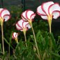 100 Seeds Rare Mixed Oxalis Bonsai Flowers Rare Color Rotary Oxalis Versicolor