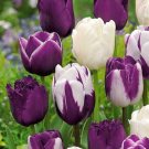 100 Seeds Tulip Flores Bonsai Hydroponic Bonsai Flower
