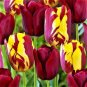 100 Seeds Tulip Flores Bonsai Hydroponic Bonsai Flower
