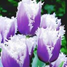 50 Seeds Dutch Tulip Flower Mix Color Bonsai Tulip Flower Bonsai