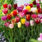 50 Seeds Dutch Tulip Flower Mix Color Bonsai Tulip Flower Bonsai