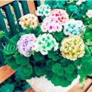 100 Seeds Perennial Geranium Bonsai Pelargonium Peltatum Flower