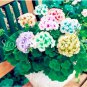 100 Seeds Perennial Geranium Bonsai Pelargonium Peltatum Flower