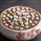 100 Seeds Gimax Graines Lithops Pseudotruncatella Plant Seeds