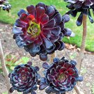 100 Seeds Rare Aeonium arboreum Bonsai Atropureum Plants Indoor Bonsai Flower