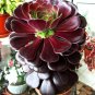 100 Seeds Rare Aeonium arboreum Bonsai Atropureum Plants Indoor Bonsai Flower
