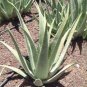 2 Seeds Aloe Vera Seeds