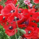 100000 Seeds Papaver Rhoeas Red Corn Poppy Seeds