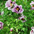 100 Seeds 'Black Pur' Peony Flower Seeds Pale White to Light Purple to Black Double Petals