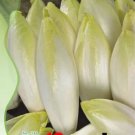 10 Seeds Original Pack Combos Garden Planting Seeds Chicory Day Lily Green