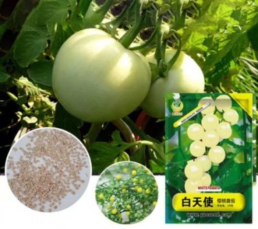 100 Seeds High Yield 'White Angel' White Round Truss Cherry Tomato Seeds Original