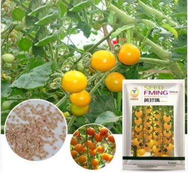100 Seeds High Yield 'Yellow Pearl' Golden Bright Yellow Round Truss Cherry Tomato