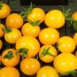 100 Seeds High Yield 'Yellow Pearl' Golden Bright Yellow Round Truss Cherry Tomato