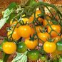 100 Seeds High Yield 'Yellow Pearl' Golden Bright Yellow Round Truss Cherry Tomato