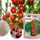 200 Seeds 'Star Ruby' Small Round Red Truss Cherry Tomato Seeds