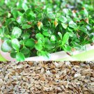 100 Seeds Cedrela Sinensis Seeds Sprouting Vegetables Seedling Seeds