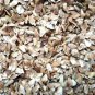 1000 Seeds Cedrela Sinensis Seeds Sprouting Vegetables Seedling Seeds