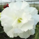 20 Seeds Fresh Seeds Adenium Obesum Desert Roses