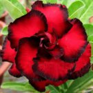 20 Seeds Fresh Seeds Adenium Obesum Desert Roses Rare