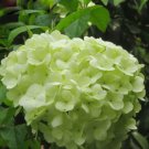 120 Seeds Light Green Hydrangea Flowers Seeds