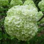 120 Seeds Light Green Hydrangea Flowers Seeds