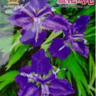 30 Seeds Rhizoma Iridis Orris Root Blue Flowers Seeds