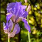 30 Seeds Rhizoma Iridis Orris Root Blue Flowers Seeds