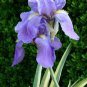 30 Seeds Rhizoma Iridis Orris Root Blue Flowers Seeds
