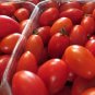 30 Seeds Pink Red Cherry Tomato Seeds Original Pack